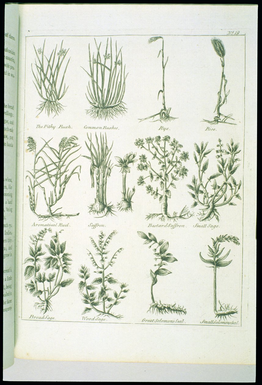 来自Culpepers英国医师和完全草药的植物，出版于1790年 作者 英语学校