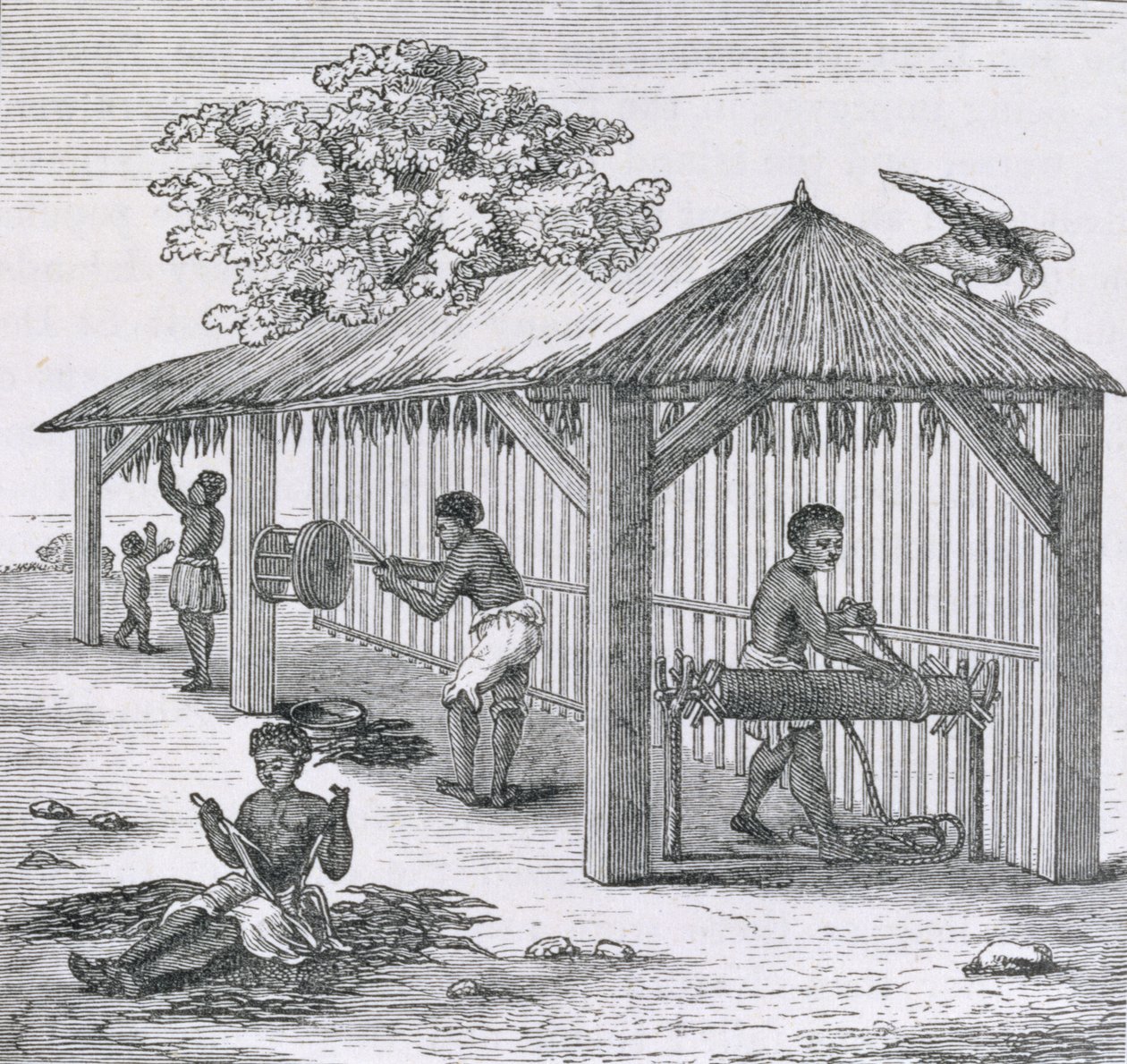 来自&39;Santo Domingo过去和现在&39;的烟草，由Samuel Hazard，酒吧准备。 1873年 作者 英语学校