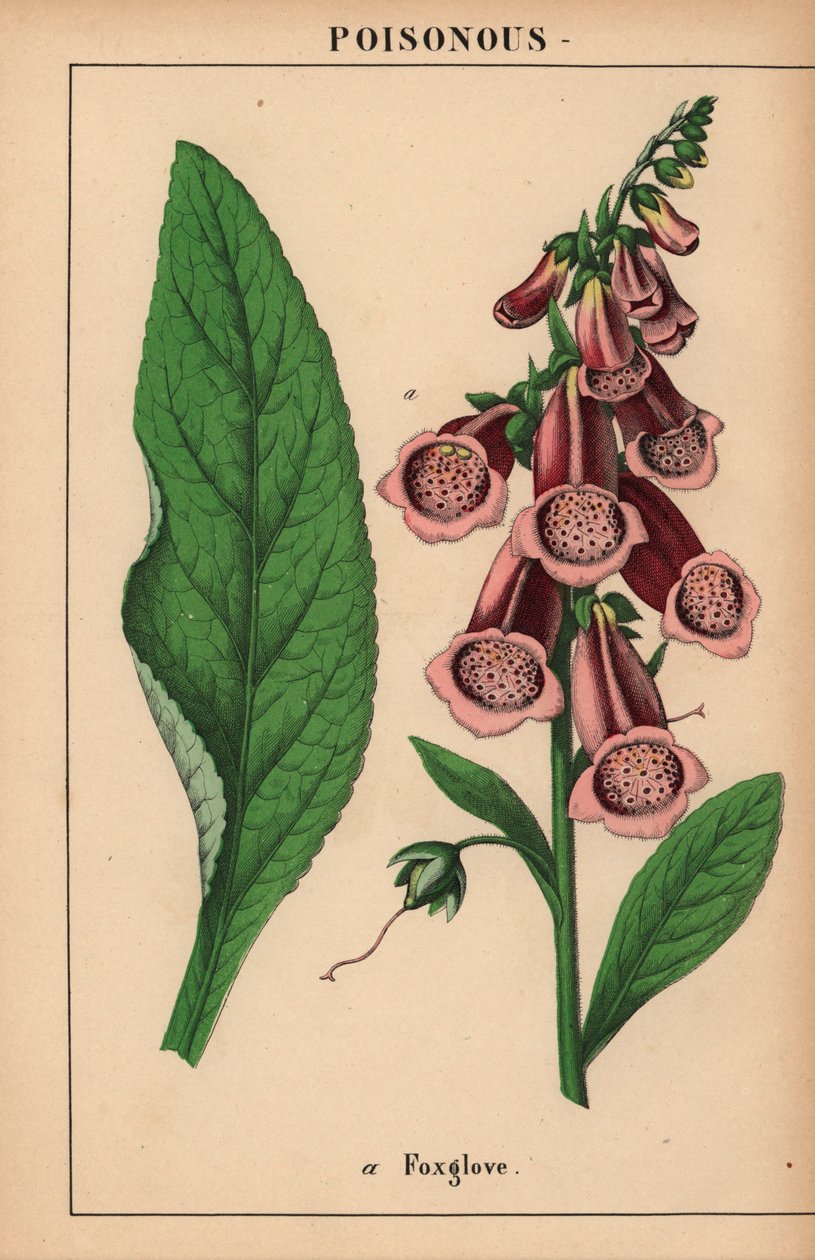 紫色凤仙花，选自《教学图画书，或蔬菜世界的课程》，[夏洛特-玛丽-永格]，爱丁堡 作者 英语学校