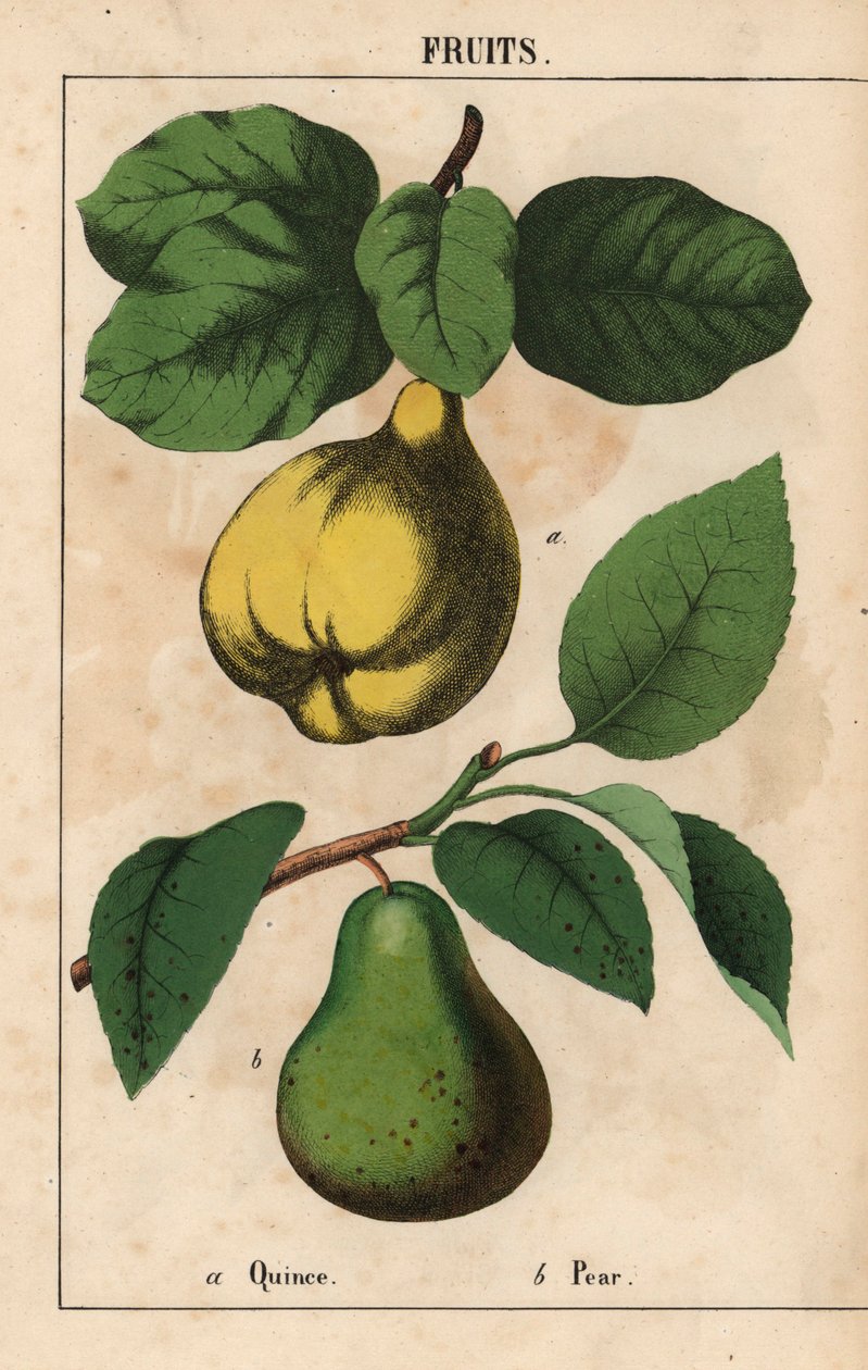 榅桲和梨，选自《教学图画书，或蔬菜世界的课程》，[夏洛特-玛丽-永格]，爱丁堡 作者 英语学校