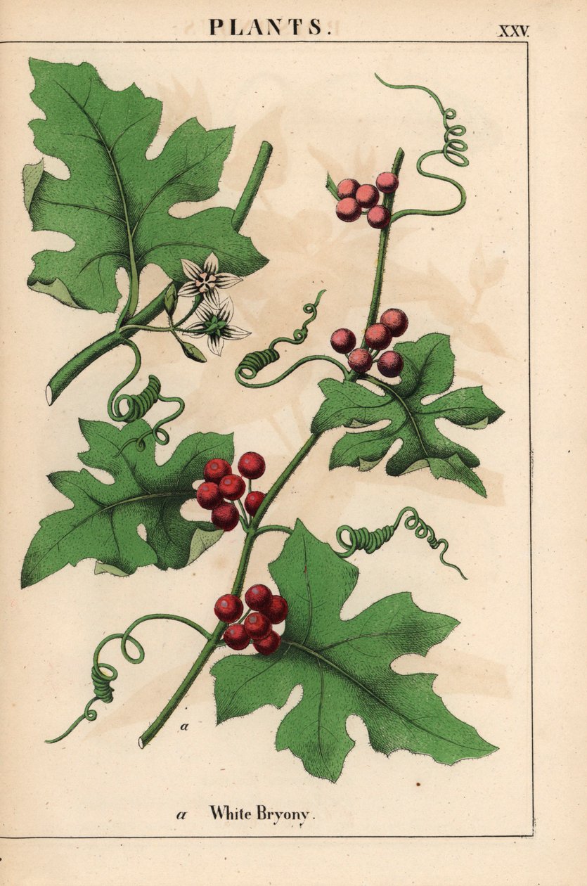 带红色浆果的红榕树Bryonia dioica，摘自《教学图画书，或蔬菜世界的课程》，[夏洛特-玛丽-永格]，爱丁堡 作者 英语学校