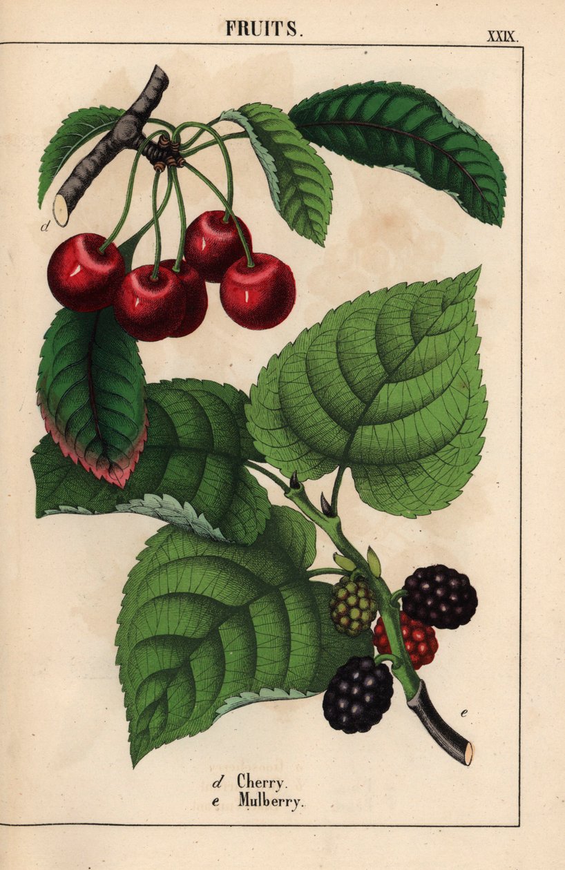 红樱桃和桑果，选自《教学图画书，或蔬菜世界的课程》，[夏洛特-玛丽-永格]，爱丁堡 作者 英语学校