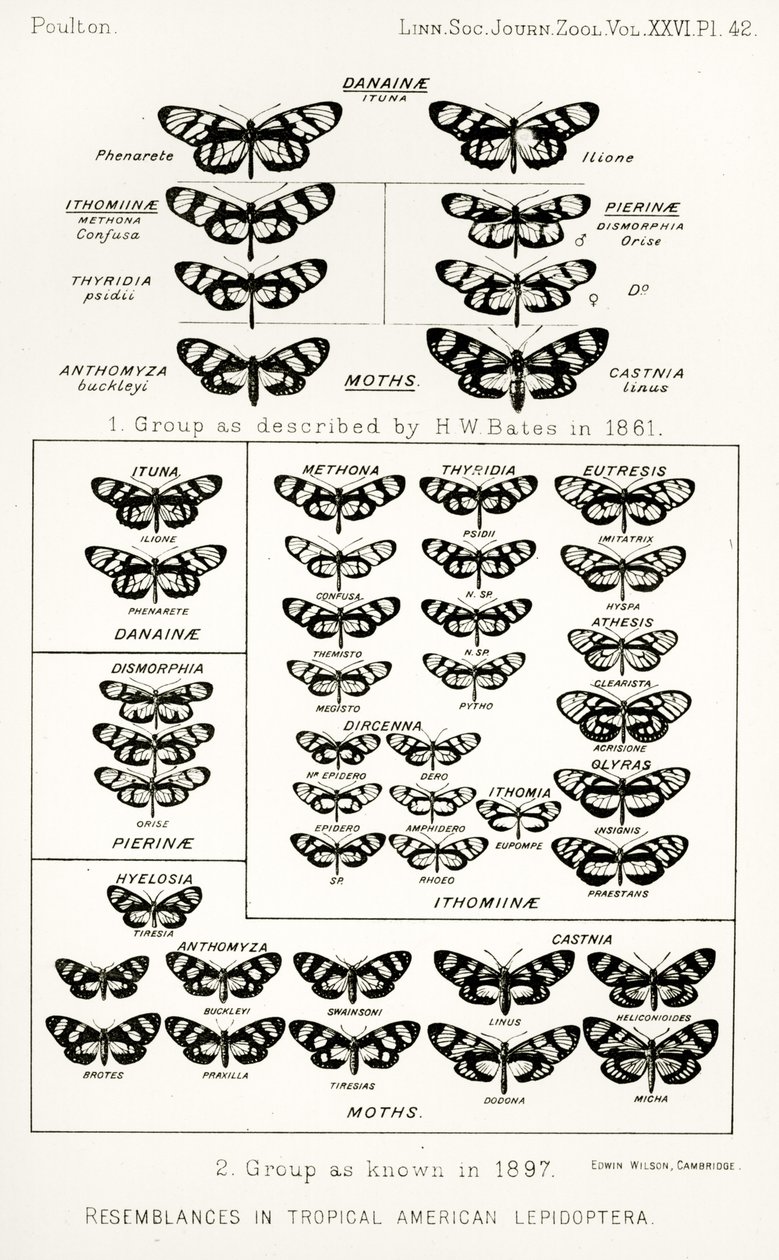 相似的热带美洲鳞翅目，插图来自希望报告，卷。 II，1897-1900。，Edward B. Poulton编辑，牛津，1901年 作者 英语学校