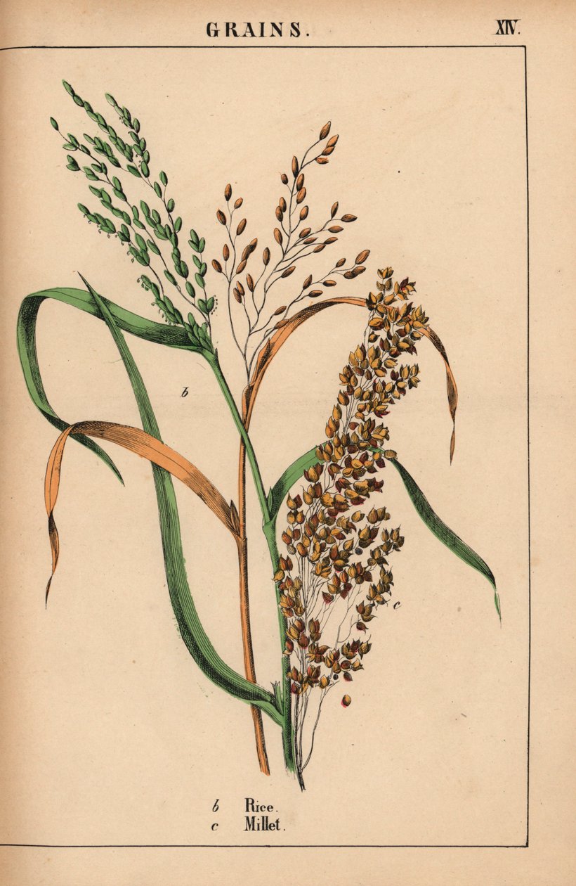 大米和小米，选自《教学图画书，或蔬菜世界的课程》，[夏洛特-玛丽-永格]，爱丁堡 作者 英语学校