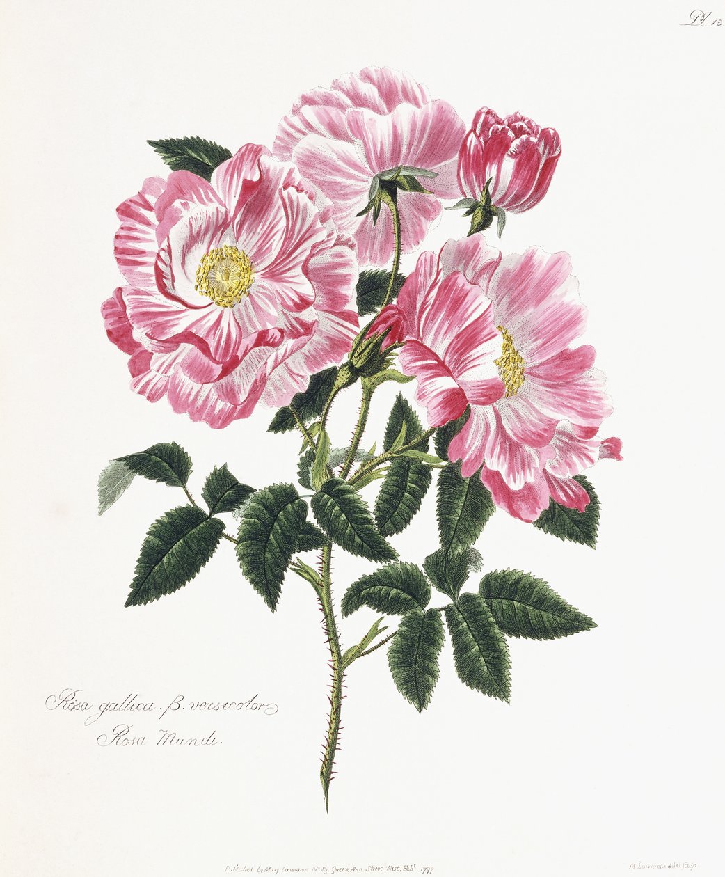 罗莎·加里卡（Rosa gallica），1796-1799年 作者 英语学校