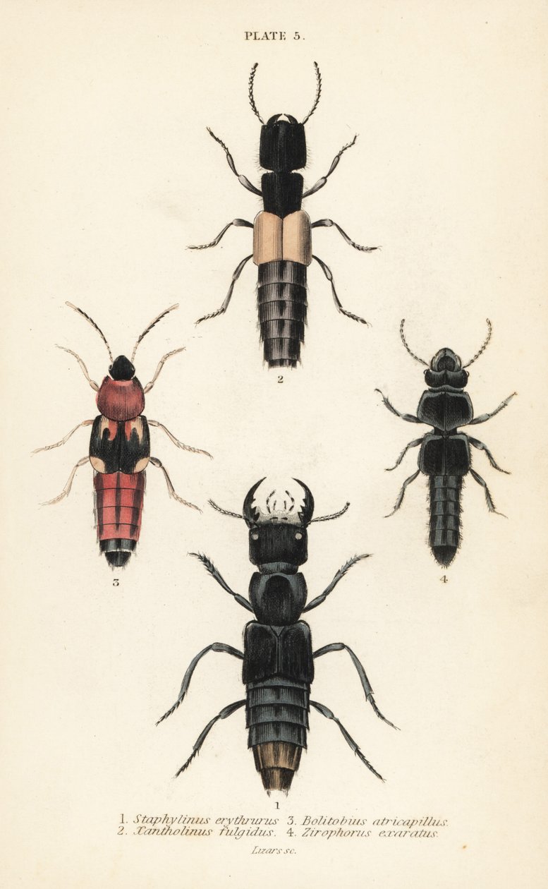 鸽子甲虫。Staphylinus erythrurus 1, Xantholinus fulgidus 2, Bolitobius atricapillus 3, Zirophorus exaratus 4 作者 英语学校