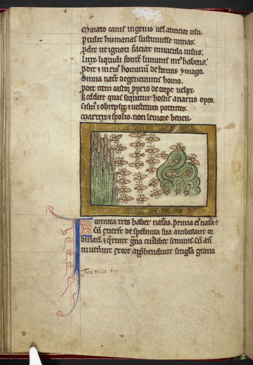 皇家 MS 12 C XIX，f.24v 蚂蚁，选自《兽类志》，约 1200-10 年（牛皮纸上的墨水、色彩和金色） 作者 英语学校