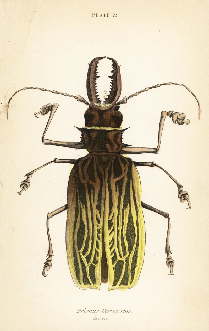 剑齿虎长角牛甲虫，Macrodontia cervicornis (Prionus cervicornis) 作者 英语学校