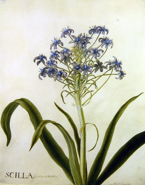 Scilla Peruviana植物学研究（纸上水彩）。 作者 英语学校