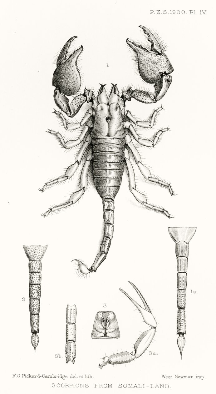来自索马里土地的蝎子，来自希望报告的插图，卷。 II，1897-1900。，Edward B. Poulton编辑，牛津，1901年 作者 英语学校