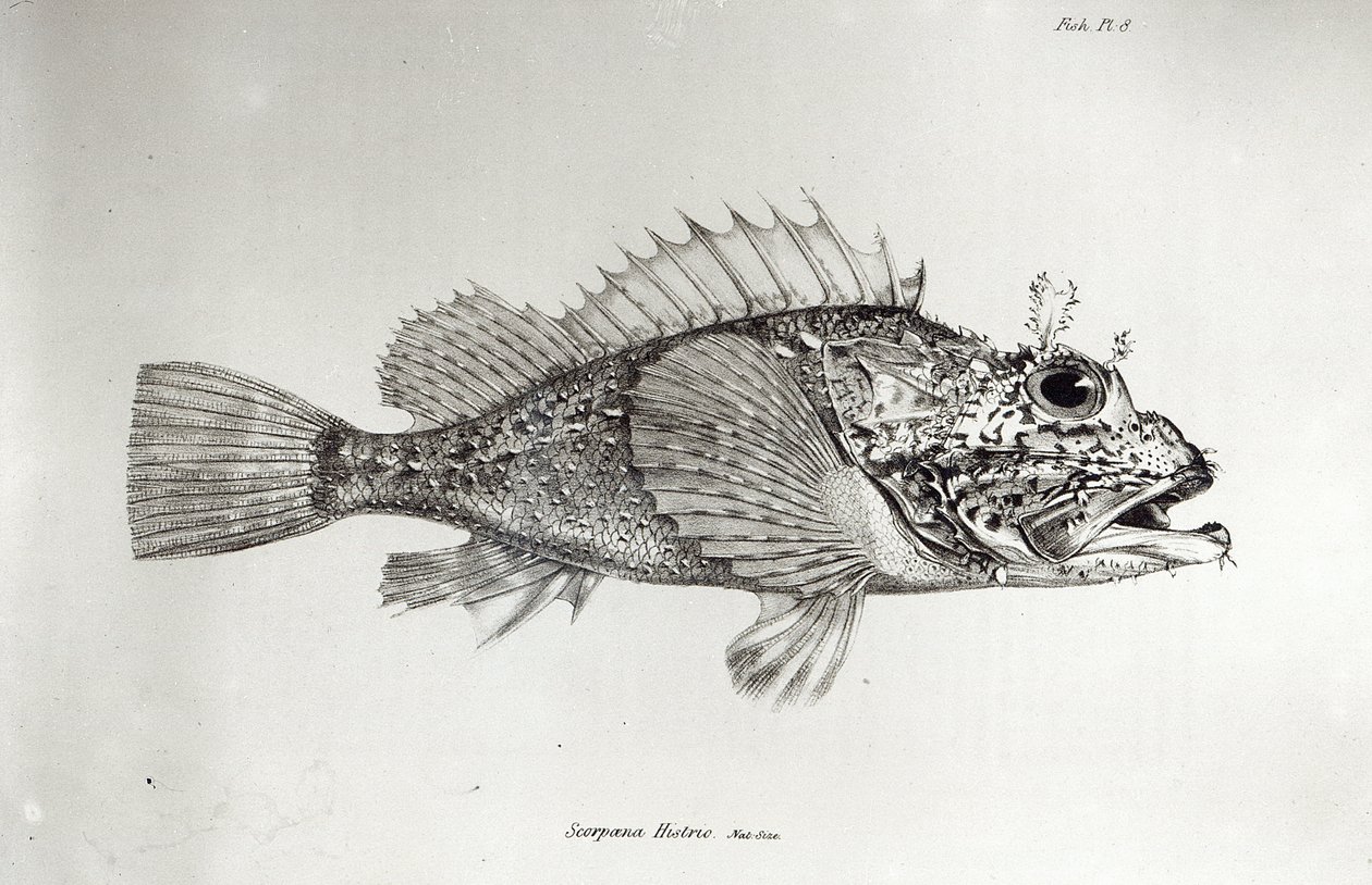 Scorpion Fish，来自查尔斯达尔文的“HMS Beagle航行动物学”，1832-36页 作者 英语学校
