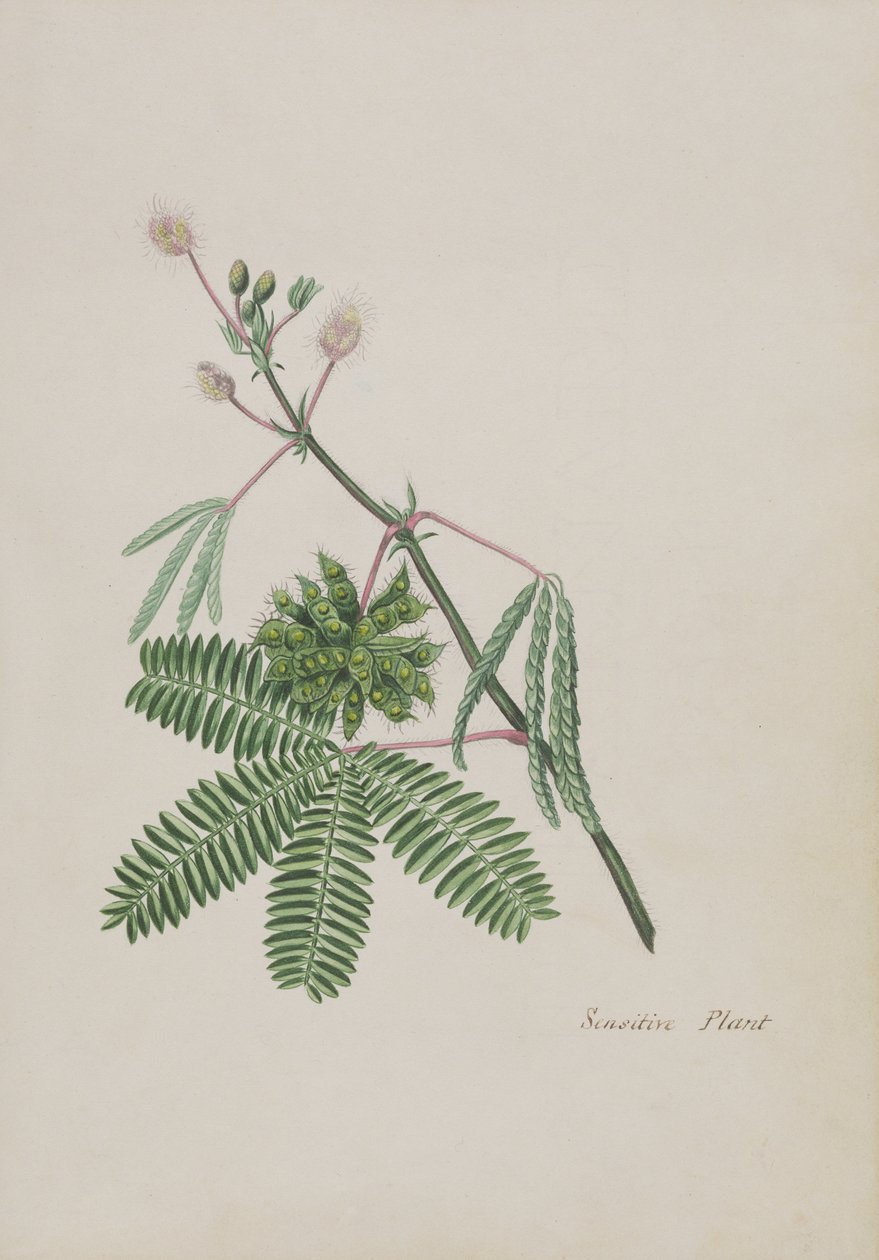 敏感植物，诗集，石墨图纸和水彩画插图，c.1828（纸上wc） 作者 英语学校