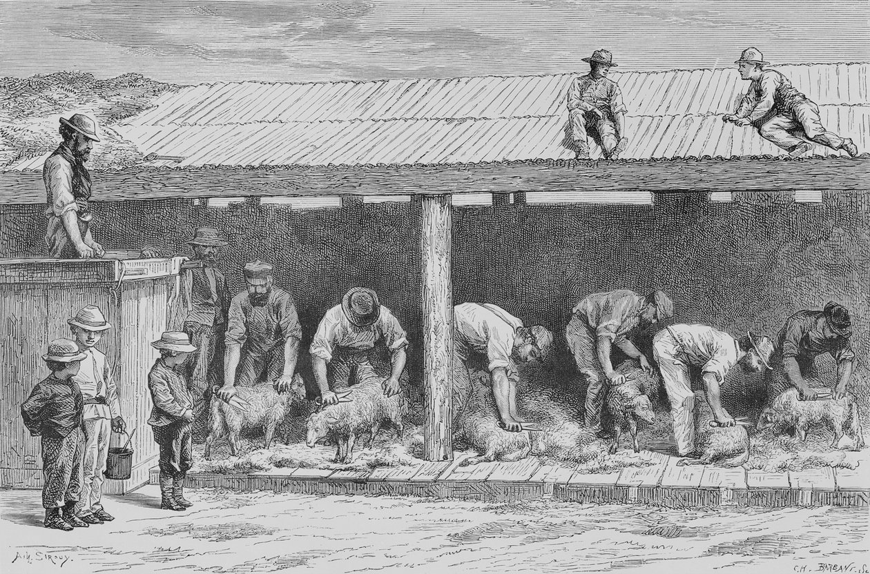 剪羊毛，1880年，来自霍华德威洛比的“澳大利亚图片”，由伦敦宗教学会出版，1886年 作者 英语学校
