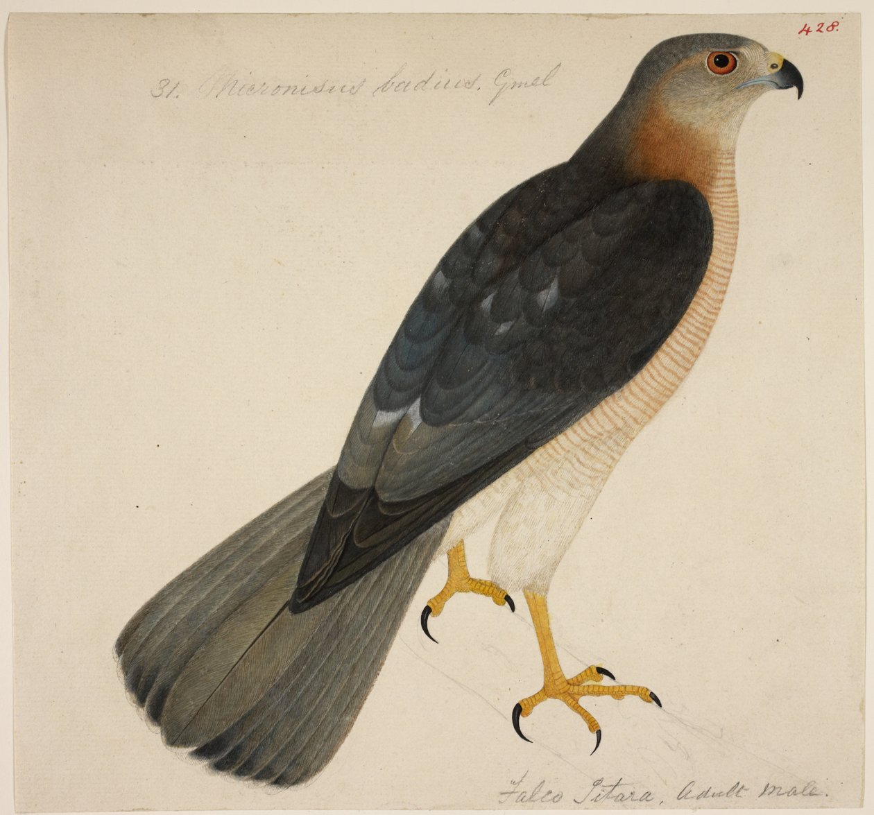 Shikra 或 "Accipiter badius 作者 英语学校
