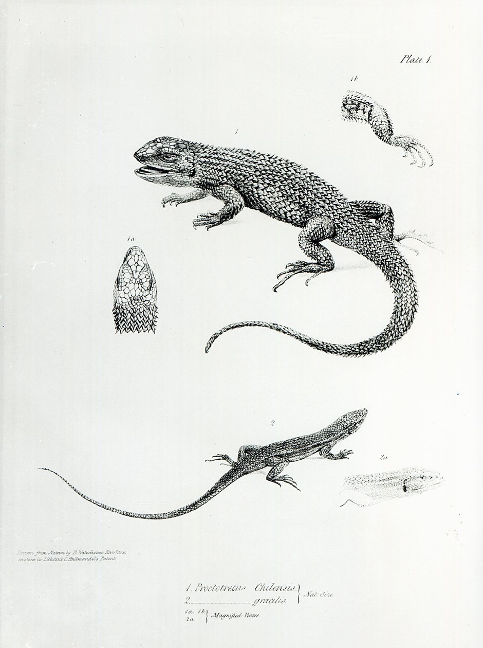 Shingled Iguana，来自查尔斯达尔文的“HMS Beagle航行动物学，1832-36” 作者 英语学校