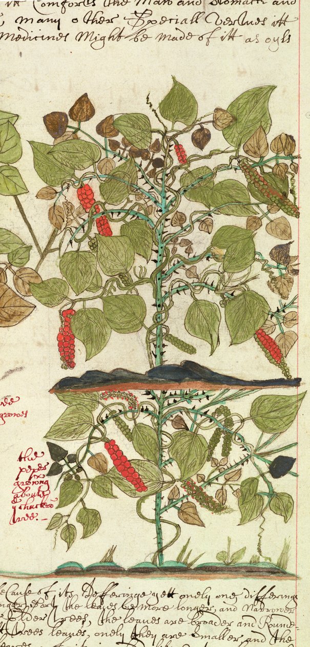 Sloane 4013 f.7 Det. "印度植物描述 "中的胡椒植物 作者 英语学校