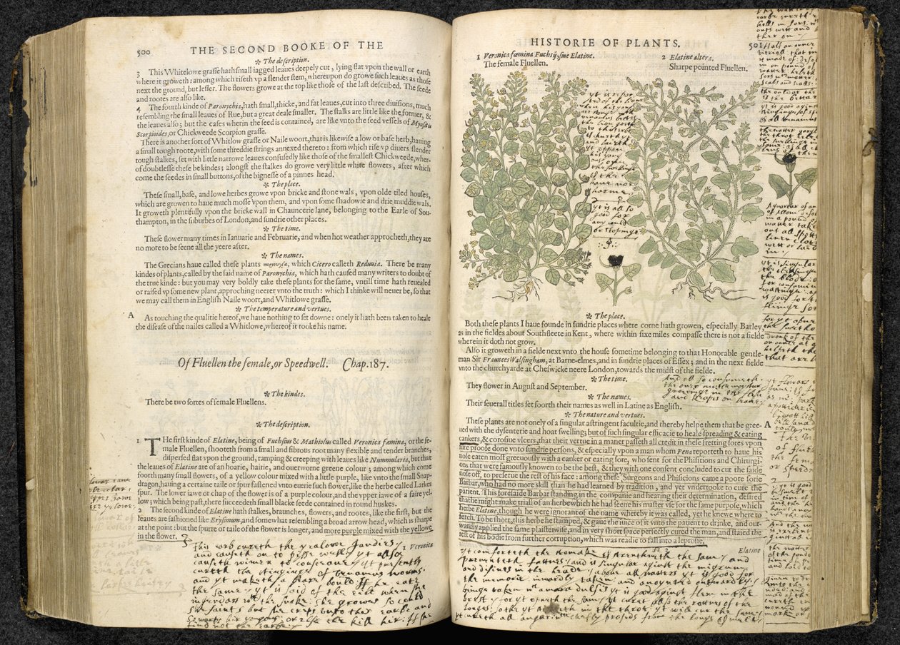西比韦尔，摘自约翰-杰勒德的《The herball or Generall historie of plantes》，第 500-501 页。 作者 英语学校
