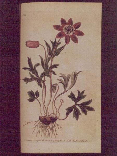 Star Anemone（Anemone hortensis），板块123来自William Curtis的