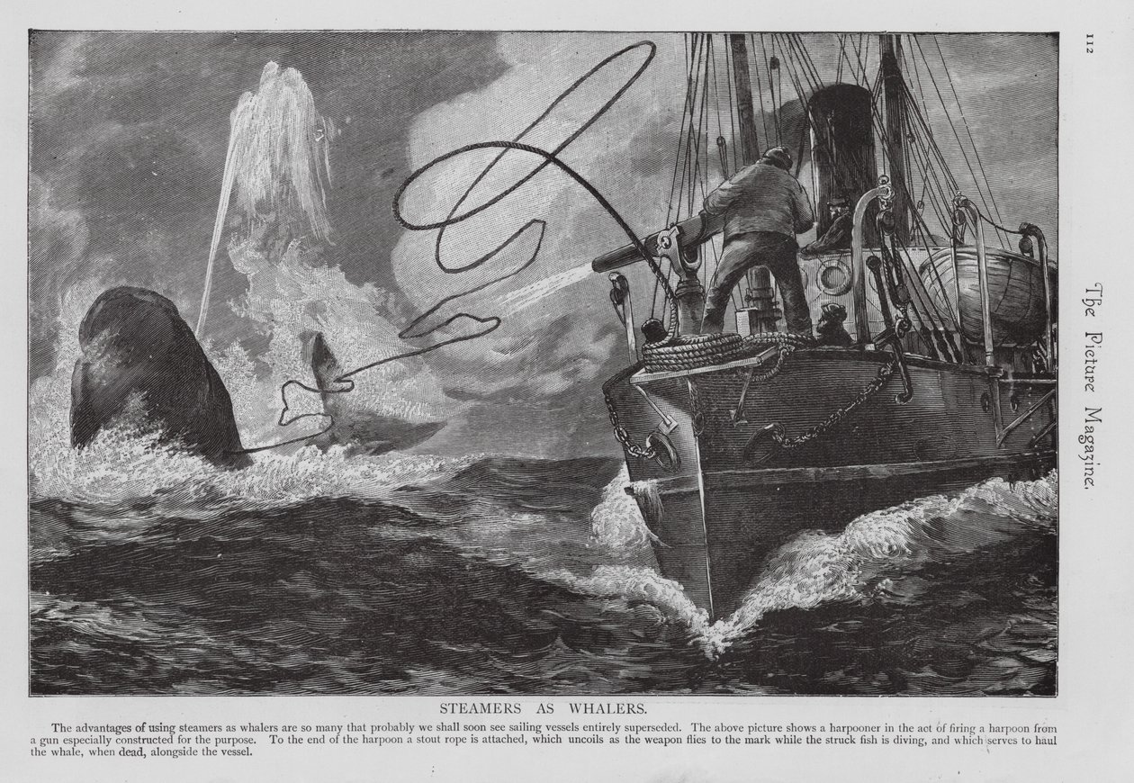 用作捕鲸船的蒸汽船（雕刻） 作者 英语学校