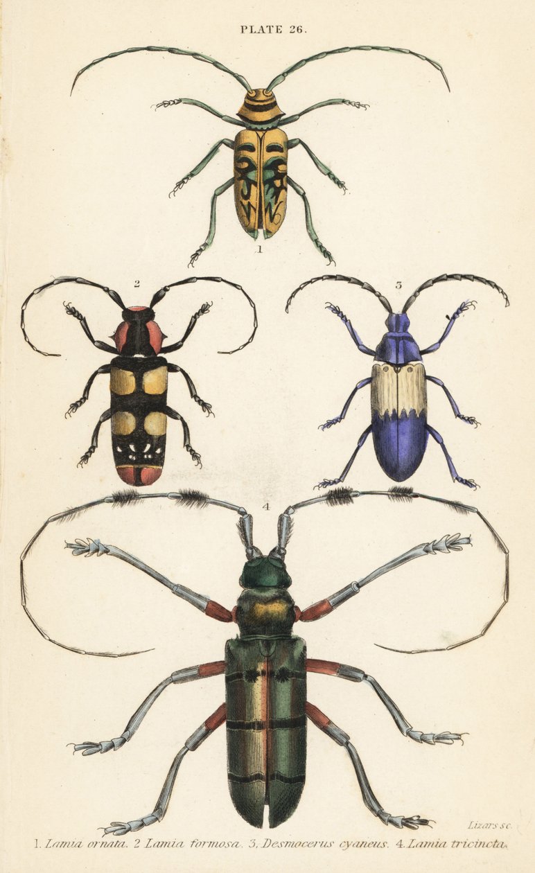 Sternotomis wokongola 1, 2 Tragocephala wokongola, elderberry borer Desmocerus chovala 3 ndi 4 Thysia wallicbii 作者 英语学校