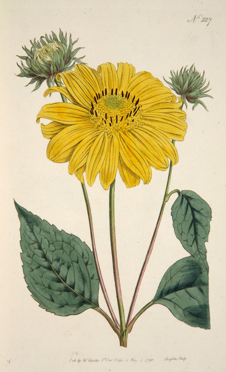 向日葵》，出版社。1796年手绘版画。 作者 英语学校