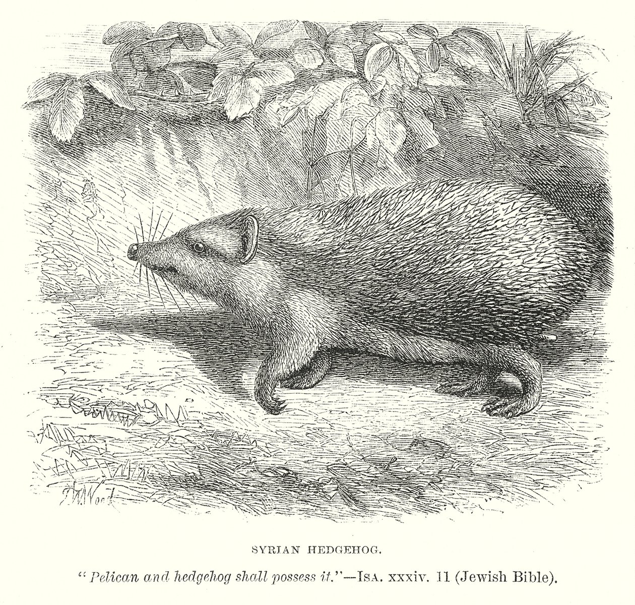 叙利亚刺猬（雕刻） 作者 英语学校