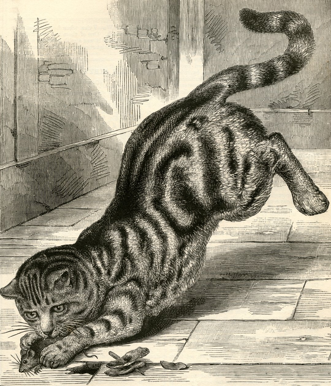 虎斑猫扑向老鼠 作者 英语学校
