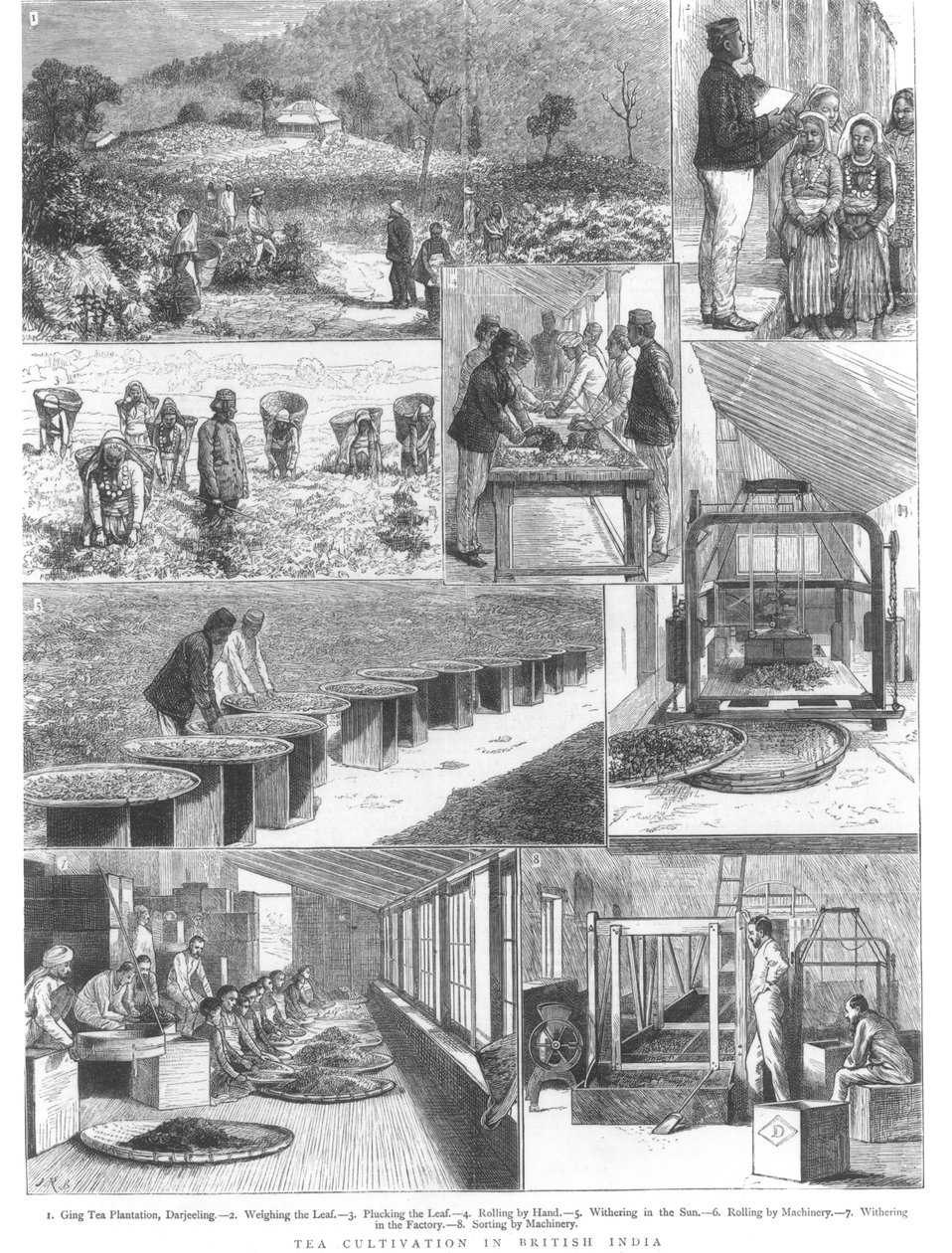 1876年英属印度的茶叶种植 作者 英语学校