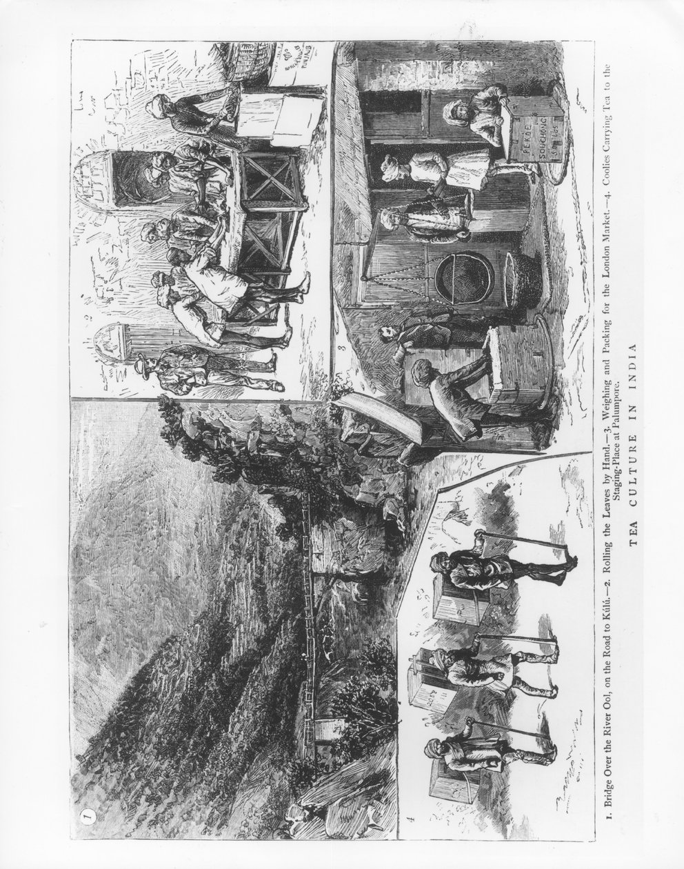 印度的茶文化，1883年 作者 英语学校