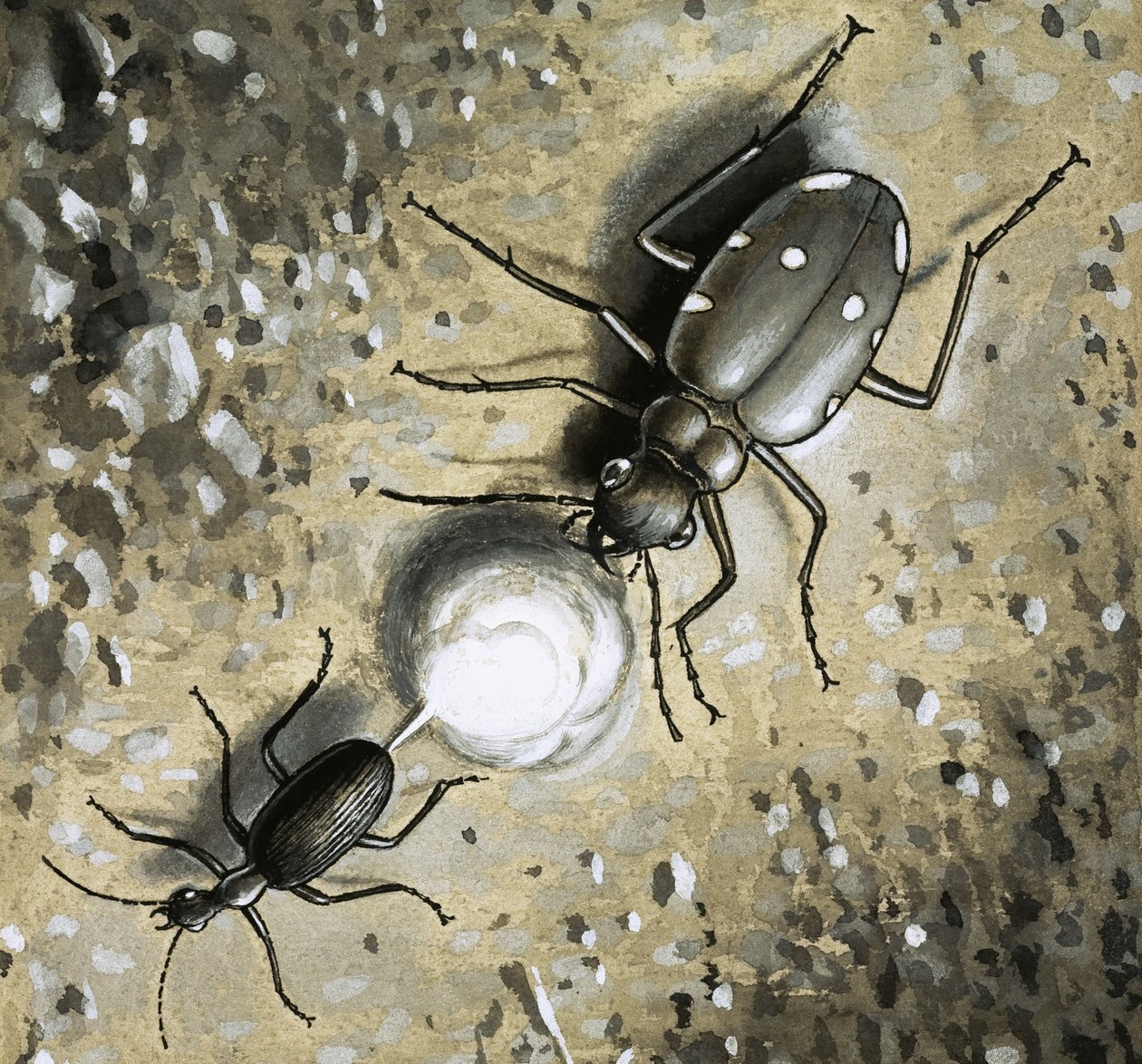 庞巴迪甲虫 作者 英语学校