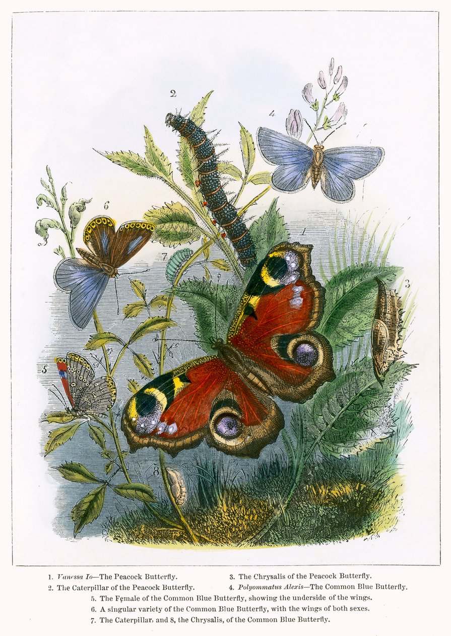 蝴蝶馆（彩色雕刻） 作者 英语学校