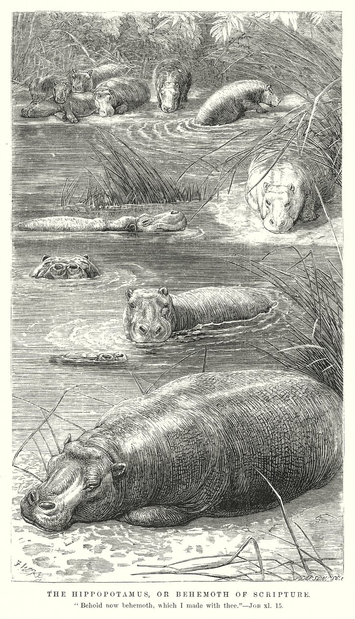 河马，或《圣经》中的巨兽（雕刻） 作者 英语学校