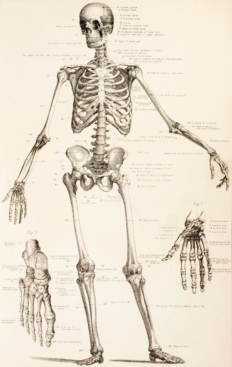 人类骨骼，1890年 作者 英语学校