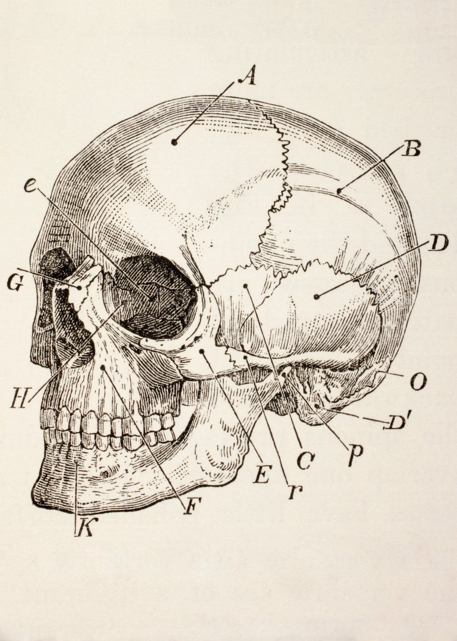 人类头骨，1890年 作者 英语学校