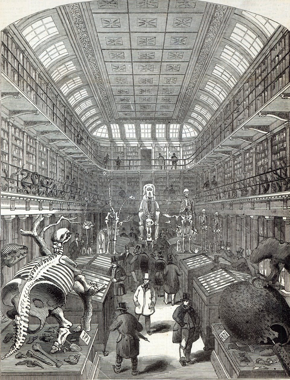 1845年10月4日，皇家外科医学院的亨特博物馆，来自“伦敦新闻画报” 作者 英语学校