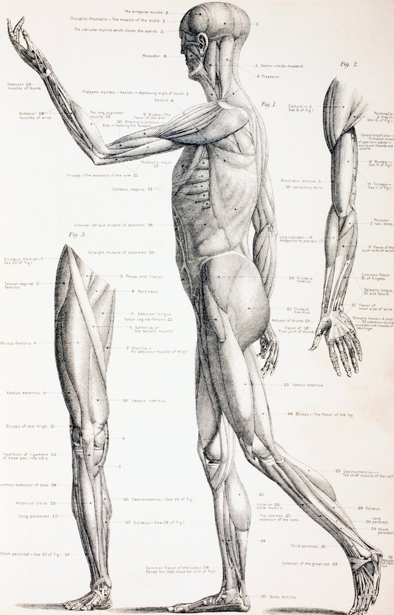 人体肌肉，1890年 作者 英语学校