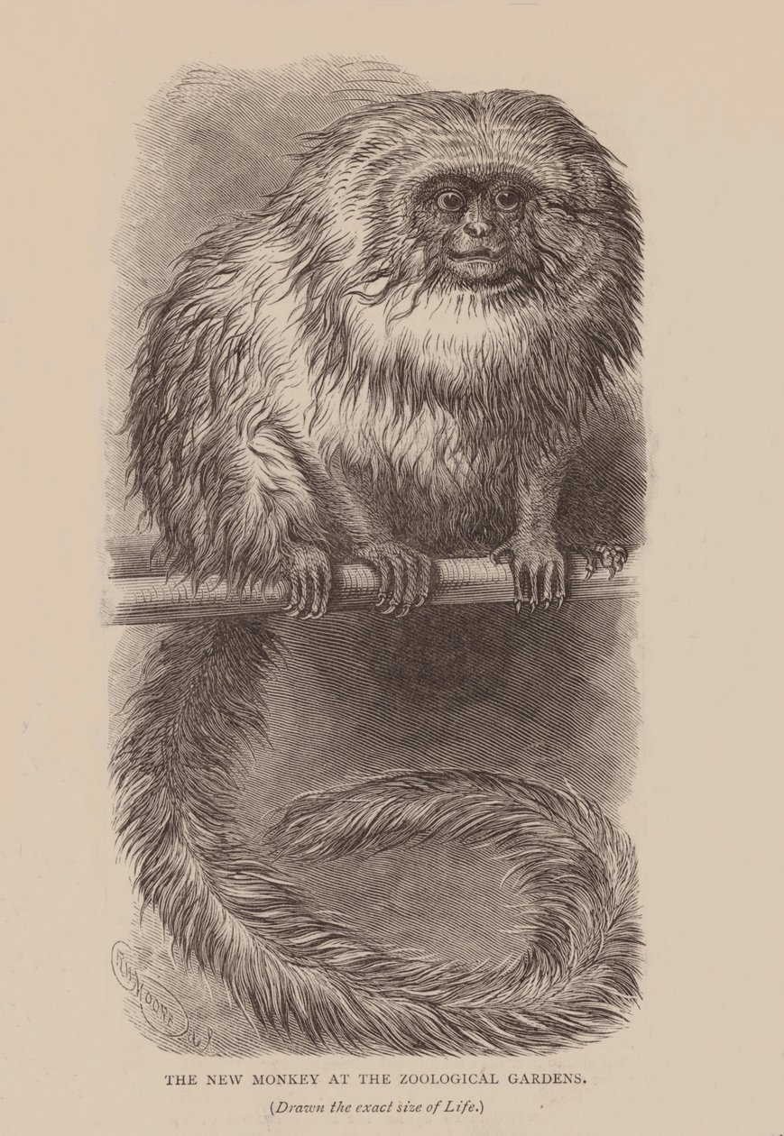 动物园里的新猴子（雕刻） 作者 英语学校