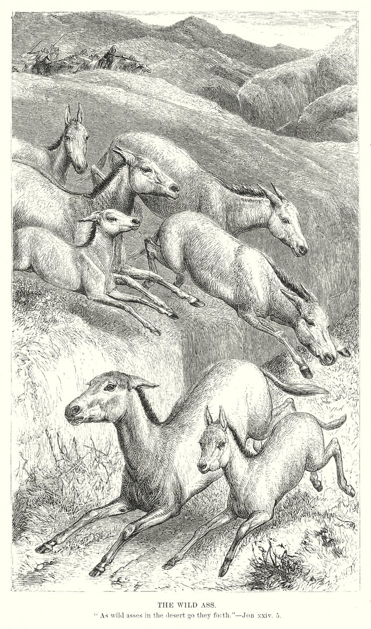 野驴》（雕刻） 作者 英语学校