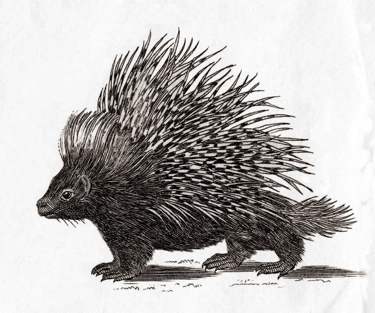 冠豪猪（Hystrix cristata），取自 18 世纪的一幅印刷品（雕刻）。 作者 英语学校