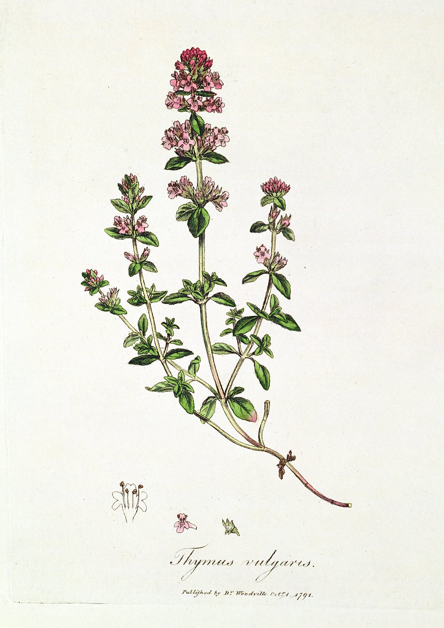 百里香，Thymeus vulgaris，伍德维尔博士出版 作者 英语学校