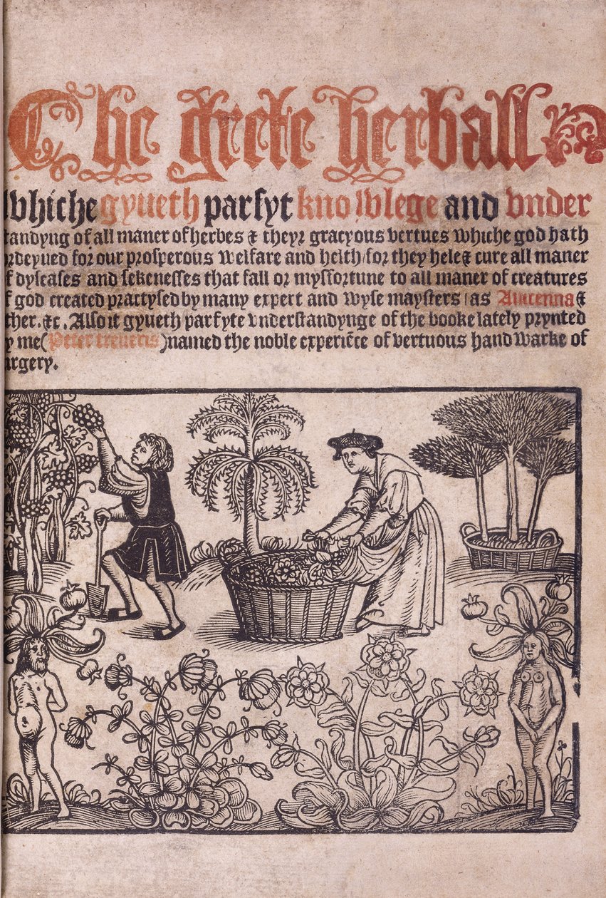 1529年用数字插图的花园场景的标题页 作者 英语学校