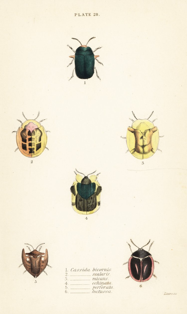 龟甲虫：Omocerus bicornis 1, Cassida scalaris 2, Cassida micans 3, Cassida echinata 4, Cassida perforata 5, and Cassida luctuosa 6 作者 英语学校