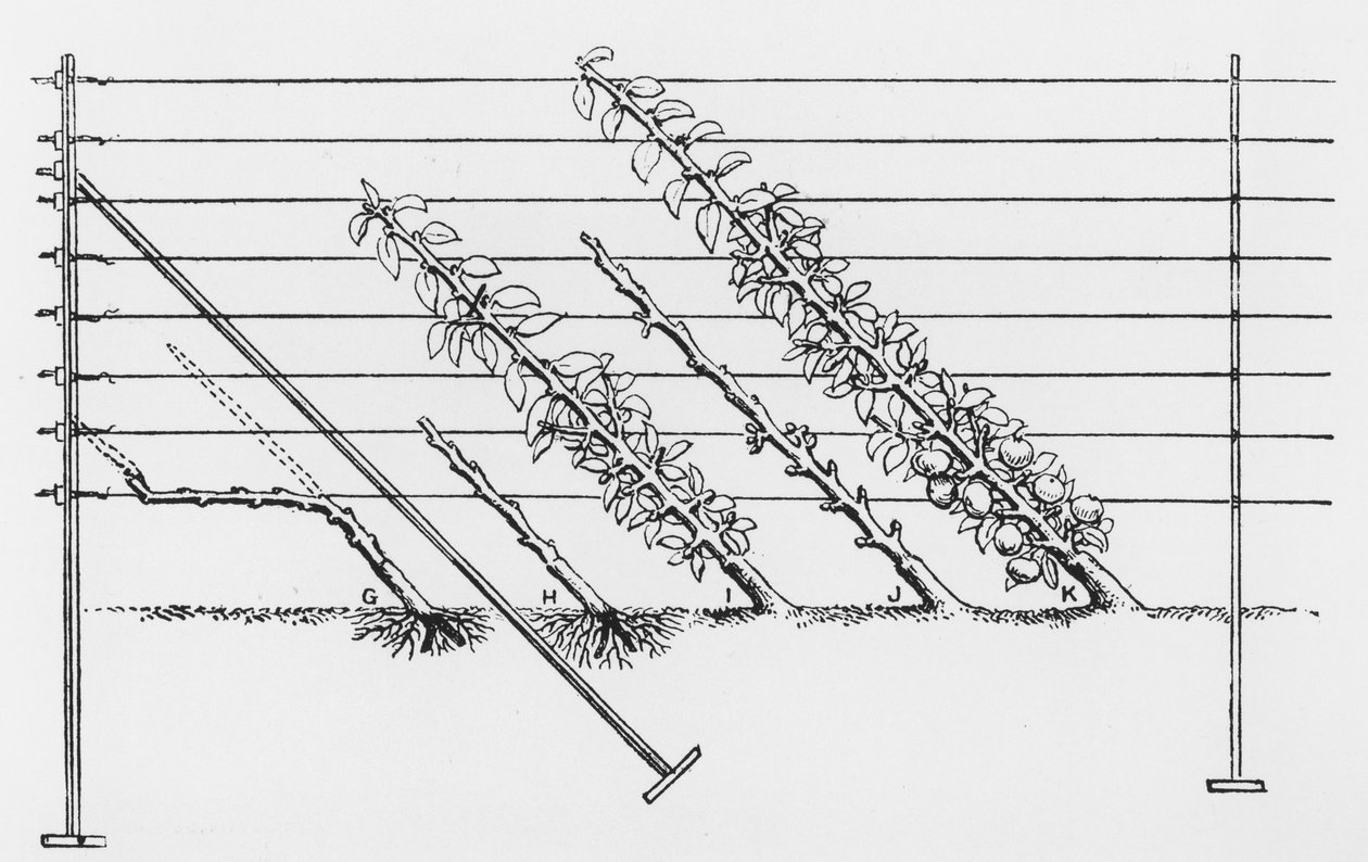 培育幼树，来自John Wright的“水果种植者指南”，发表于1987-1905 作者 英语学校