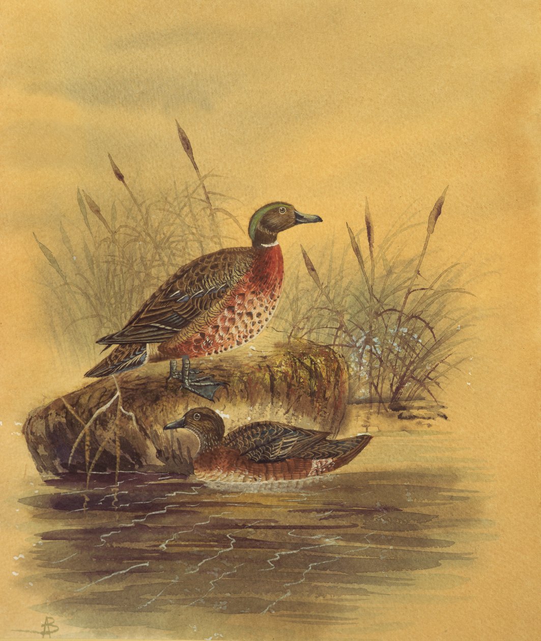 由Reeded Bank提供的两只鸭子，1890年（纸上写着） 作者 英语学校