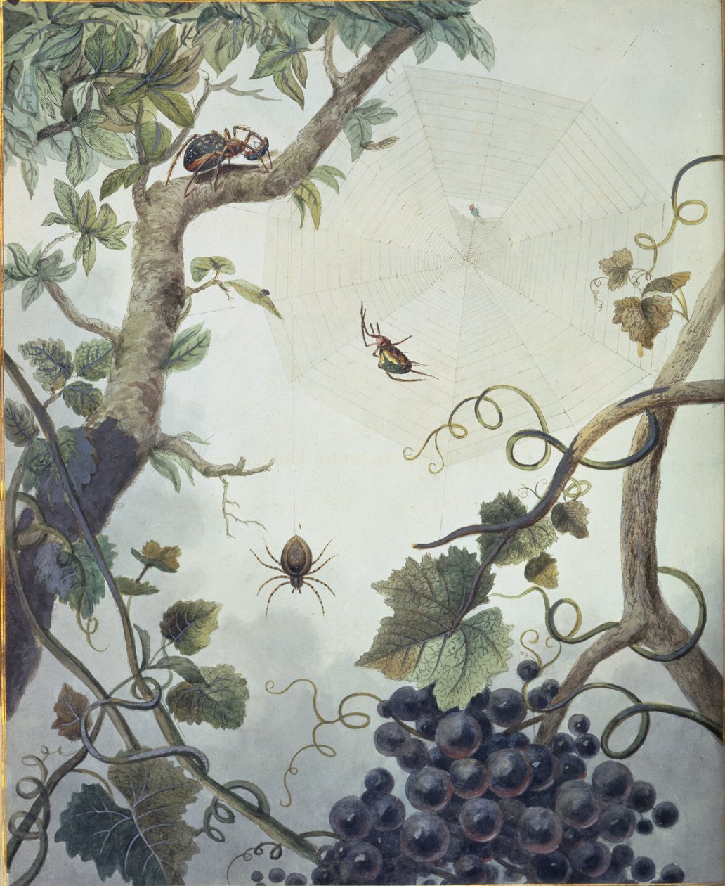 各种蜘蛛和一张网，插图选自 Eleaznar Albin 的《Aranei; or a Natural History of Spiders》。 作者 英语学校