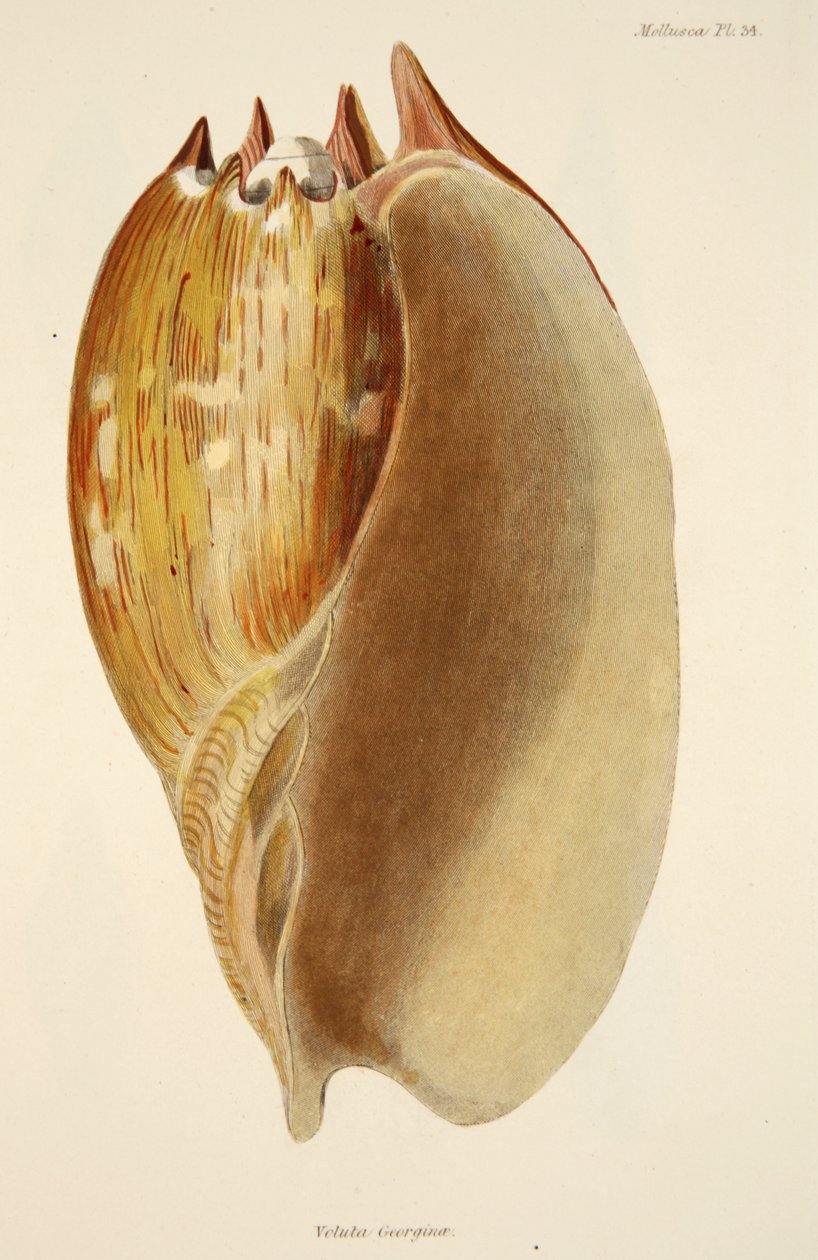 Veluta Georgina，来自The Mollusca和Radiata，酒吧。 1833年（手工彩色雕刻） 作者 英语学校
