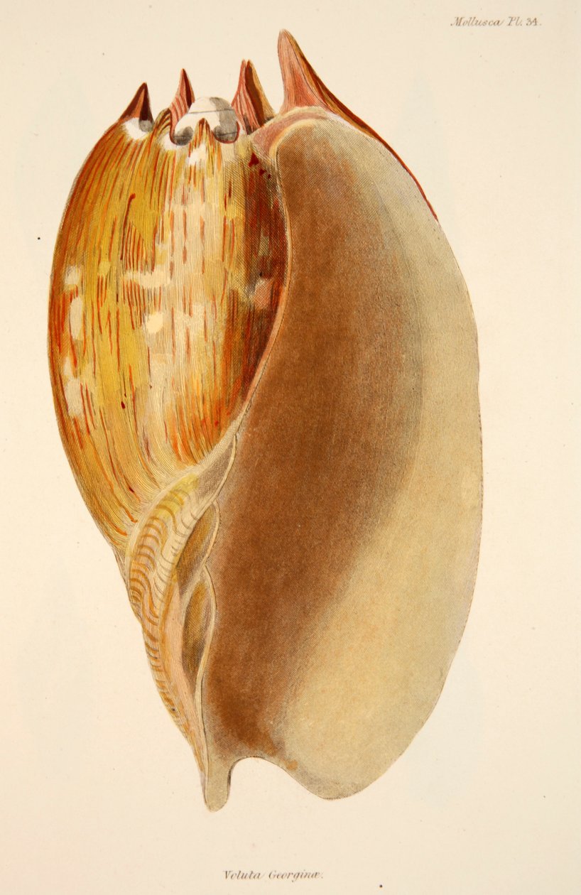 Veluta Georgina, pub.1833年手绘版画。 作者 英语学校