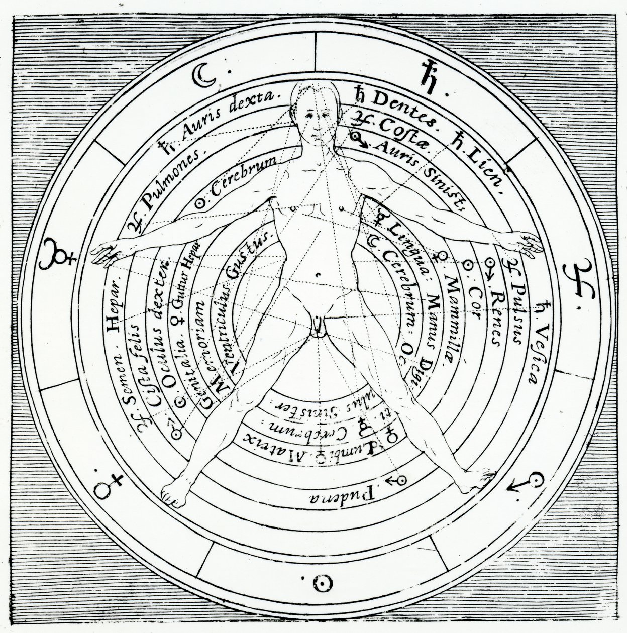 来自Robert Fludd的&39;Utriusque Cosmi Historia&39;的维特鲁威人物，于1617年出版（雕刻） 作者 英语学校