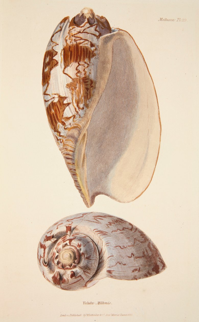 Voluta Miltonis, pub.1833年手绘版画。 作者 英语学校