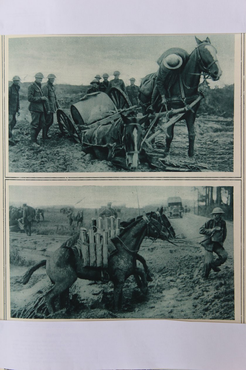1917年8月，法国北部，战争马在泥浆中沉没 作者 英语学校